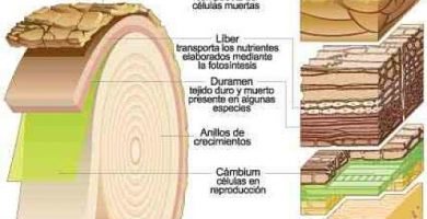 Diferencia química de la madera