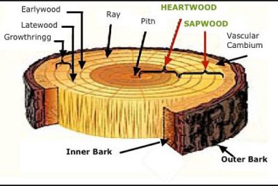 Propiedades física de la madera