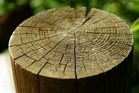 Propiedades química de la madera