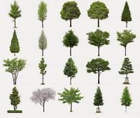 Tipos de pinos
