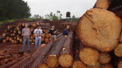 Transformación de la madera por la industria