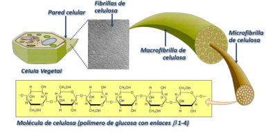 estructura molecular de la celulosa