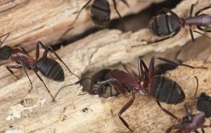 Hormigas carpinteras