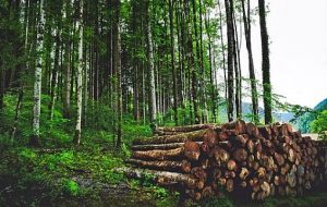 Clasificación de los árboles maderables