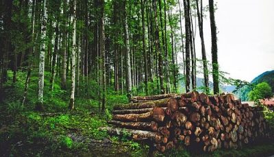 Clasificación de los árboles maderables